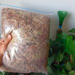 Musgo Sphagnum 10 Litros.