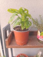 Monstera Adansonii - Imagen 2