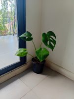 Monstera Deliciosa "S" - Imagen 2