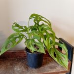 Monstera Adansonii
