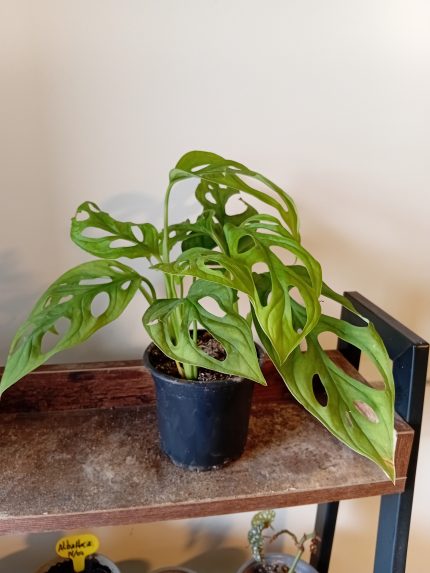 Monstera Adansonii