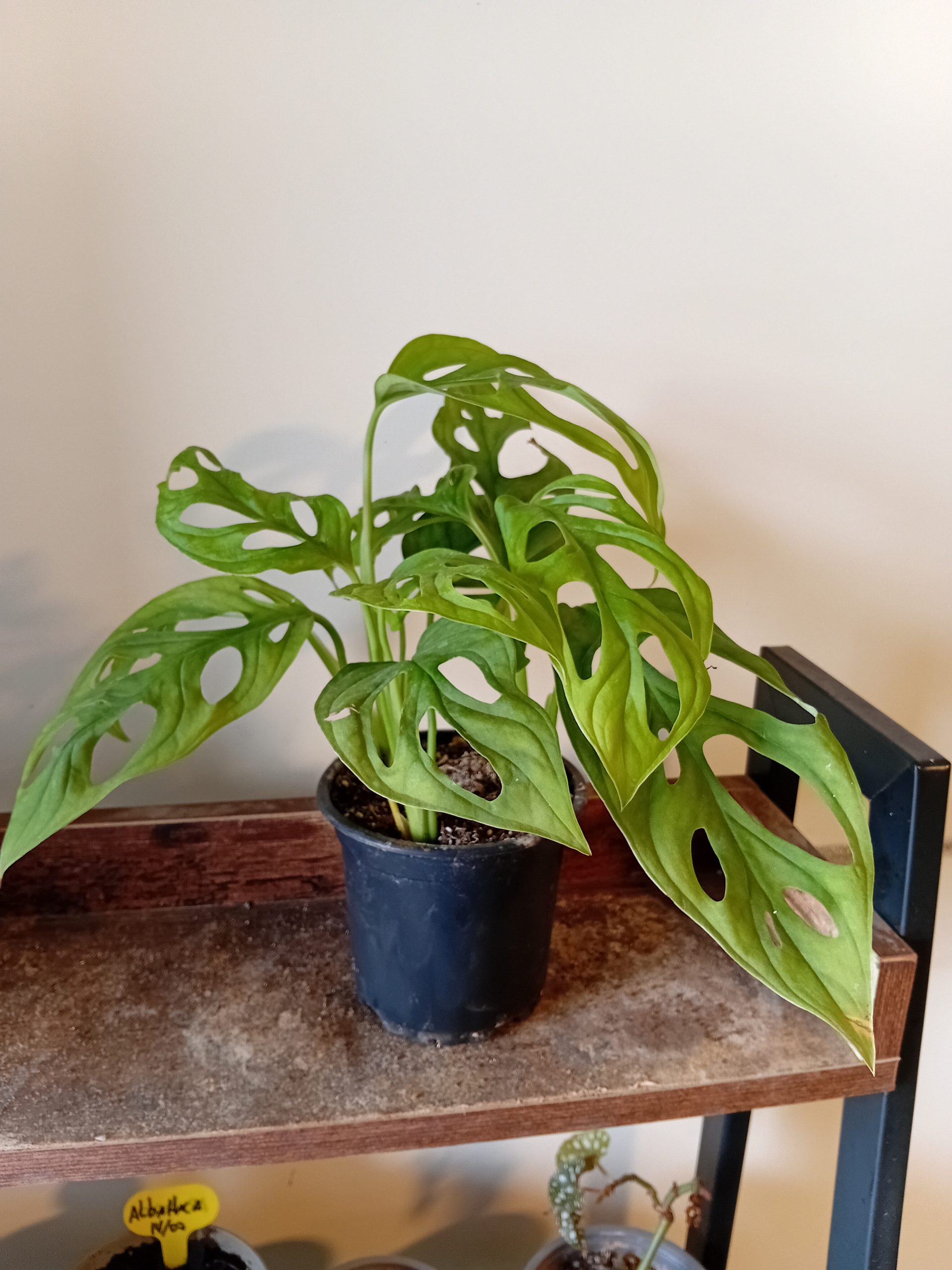 20260720_154220 Monstera Adansonii - Imagen 1