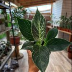 Philodendron Birkin L