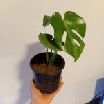 Monstera Deliciosa "S"