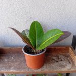 Planta Croton