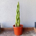 Sansevieria Trenzada