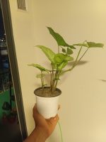 Singonio Plateado - Imagen 2