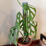Monstera Adansonii con Tutor
